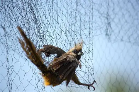 Premium Bird Netting